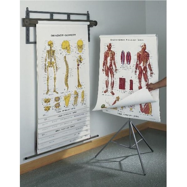 Charts/Posters, Human Phys Set/10 Multiroller OLD VERSION